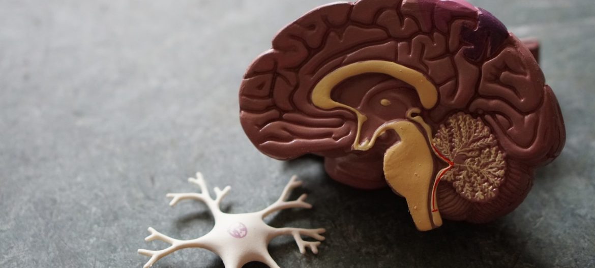 human brain toy